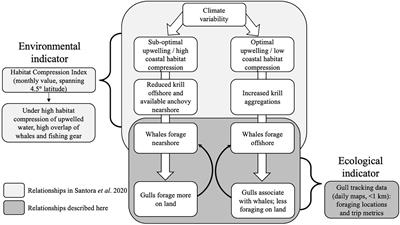 Western Gull Foraging Behavior as an Ecosystem State Indicator in Coastal California
